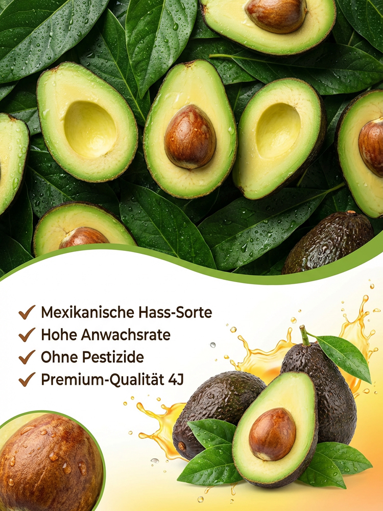 【Versprechen einer 100%igen Überlebensrate】Mexikanische Avocadosetzlinge