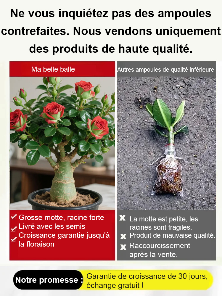 La Rose du Désert : 100 ans de beauté, 0 entretien ! 🌵✨ Oubliez l'arrosage ! Cette plante légendaire résiste à tout (-20°C à +40°C) et fleurit même si vous l'oubliez pendant 3 mois.