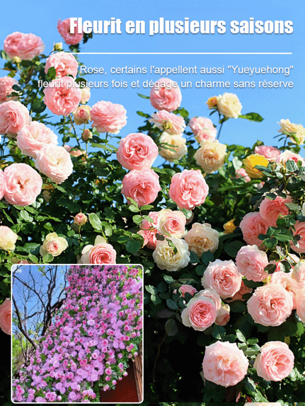【Fleurissement toute l'année】Graines de rosier grimpant 🌹 Un mur de fleurs en 30 jours – Sans entretien !