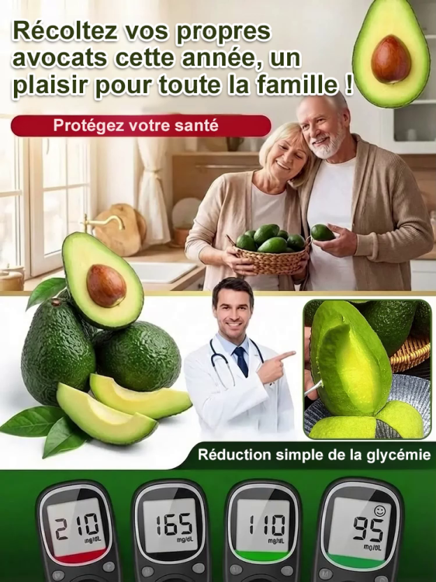  Plant d'avocatier du Mexique (fruit la première année)🥑✨