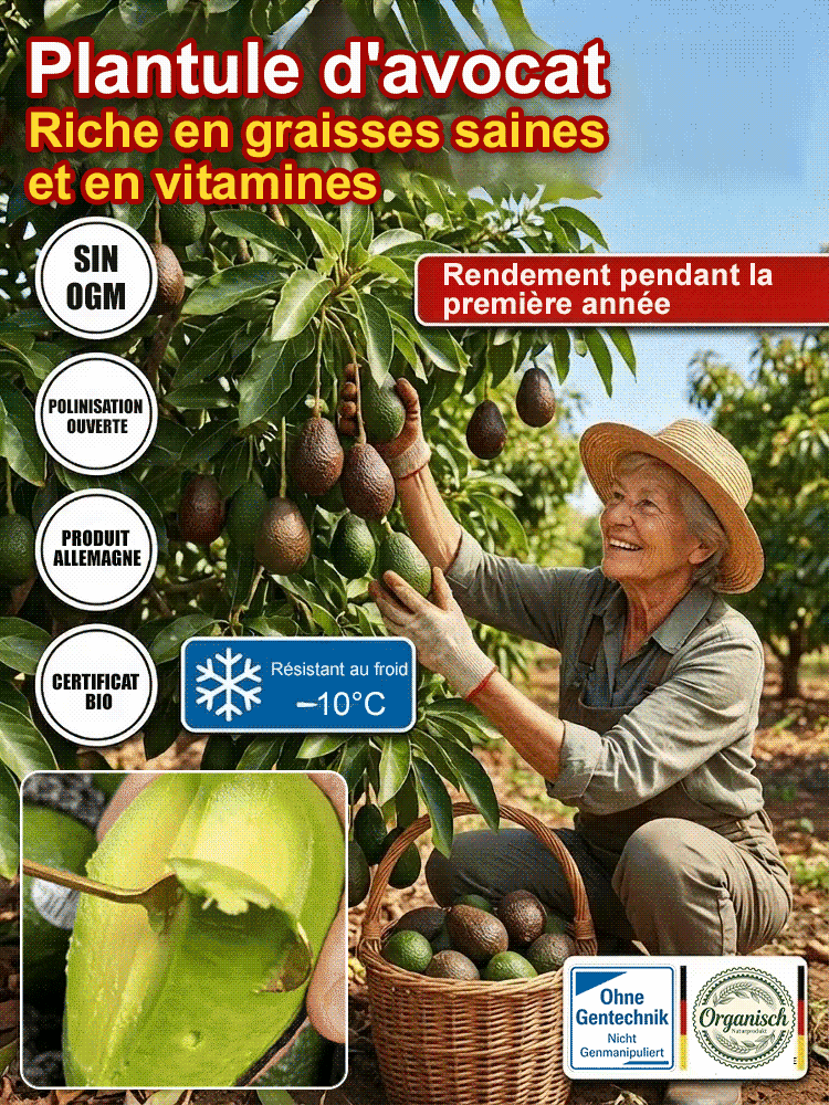  Plant d'avocatier du Mexique (fruit la première année)🥑✨