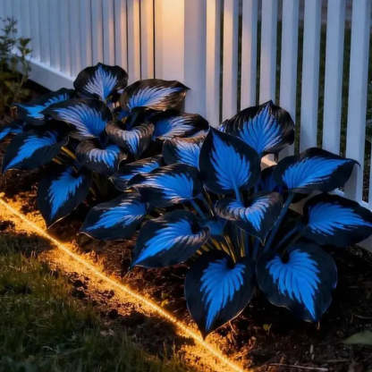 💥LAST DAY SALE 50%OFF💥🌿Premium Rare Hosta Seeds