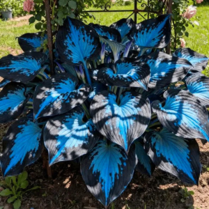💥LAST DAY SALE 50%OFF💥🌿Premium Rare Hosta Seeds