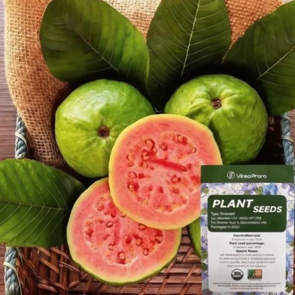🌱Guava seeds, suitable for potted plants, greenhouses and outdoor gardens 