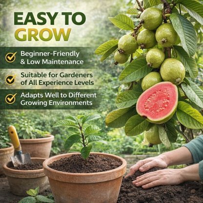 🌱Guava seeds, suitable for potted plants, greenhouses and outdoor gardens 