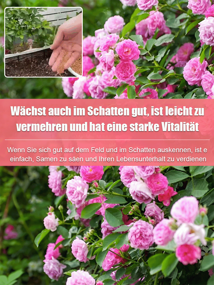 🌹 Kletterrosensamen können in Gärten, an Zäunen und auf Balkonen ausgesät werden. Selbst Anfänger können eine romantische Blumenwand anlegen!