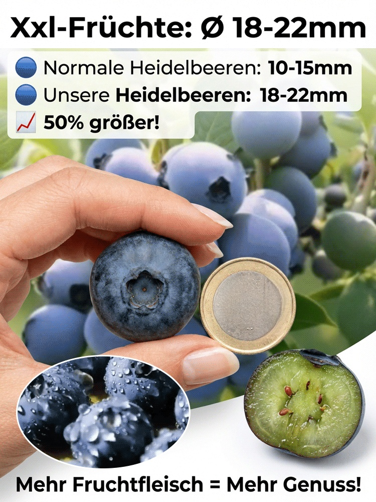 ❄️ Kältebeständig bis -30 °C | Extra große Früchte (18–22 mm) | Regen- und krankheitsresistent | Erlangt mühelos Blaubeerfreiheit