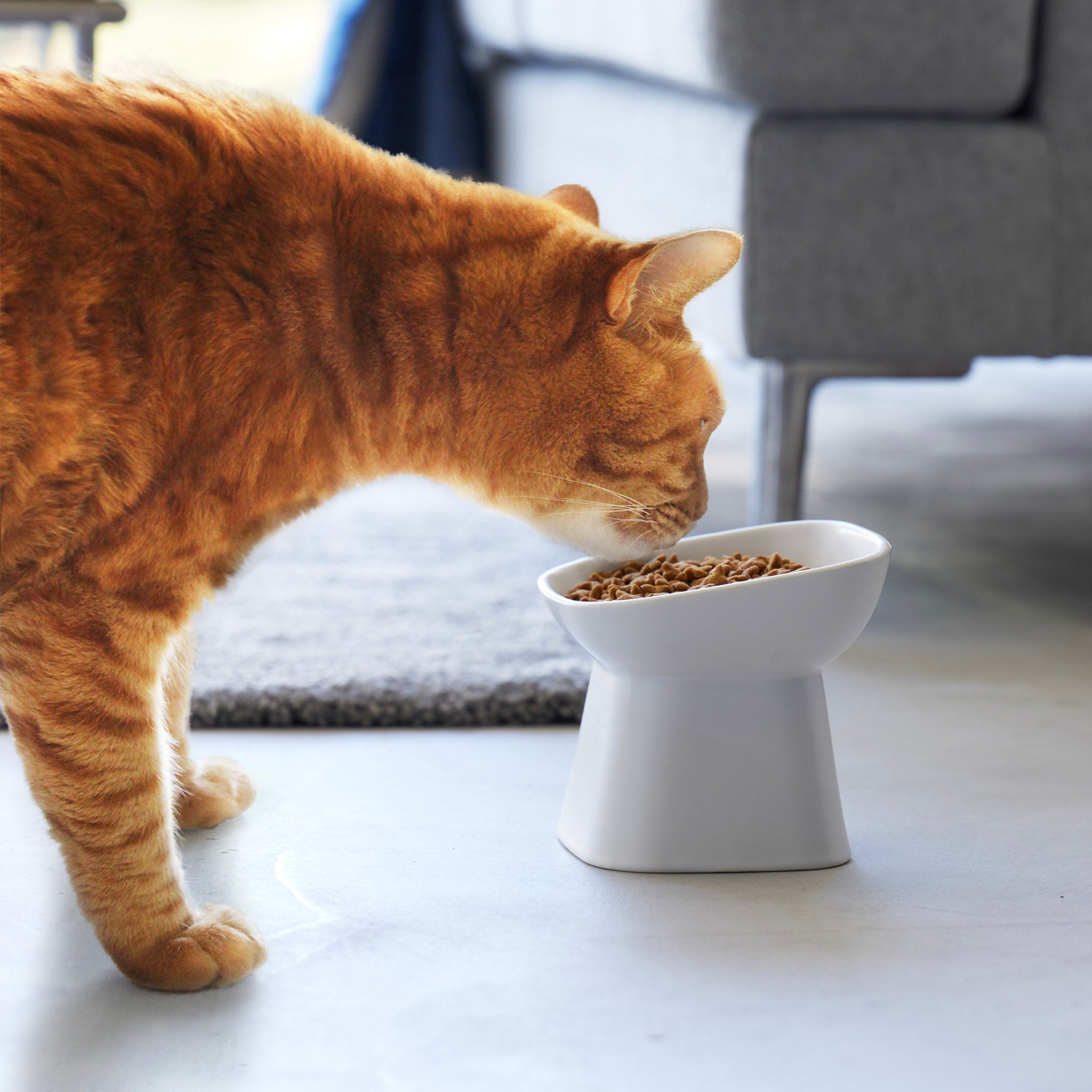 Angled Ceramic Pet Food Bowl