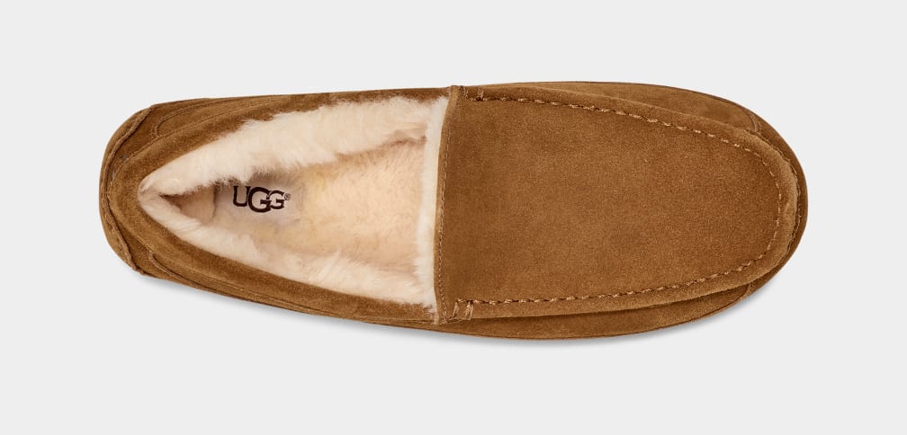 Ascot Slipper - MEN��s