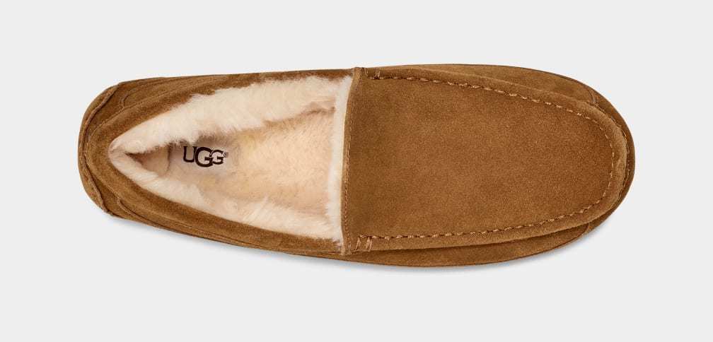 Ascot Slipper - MEN��s