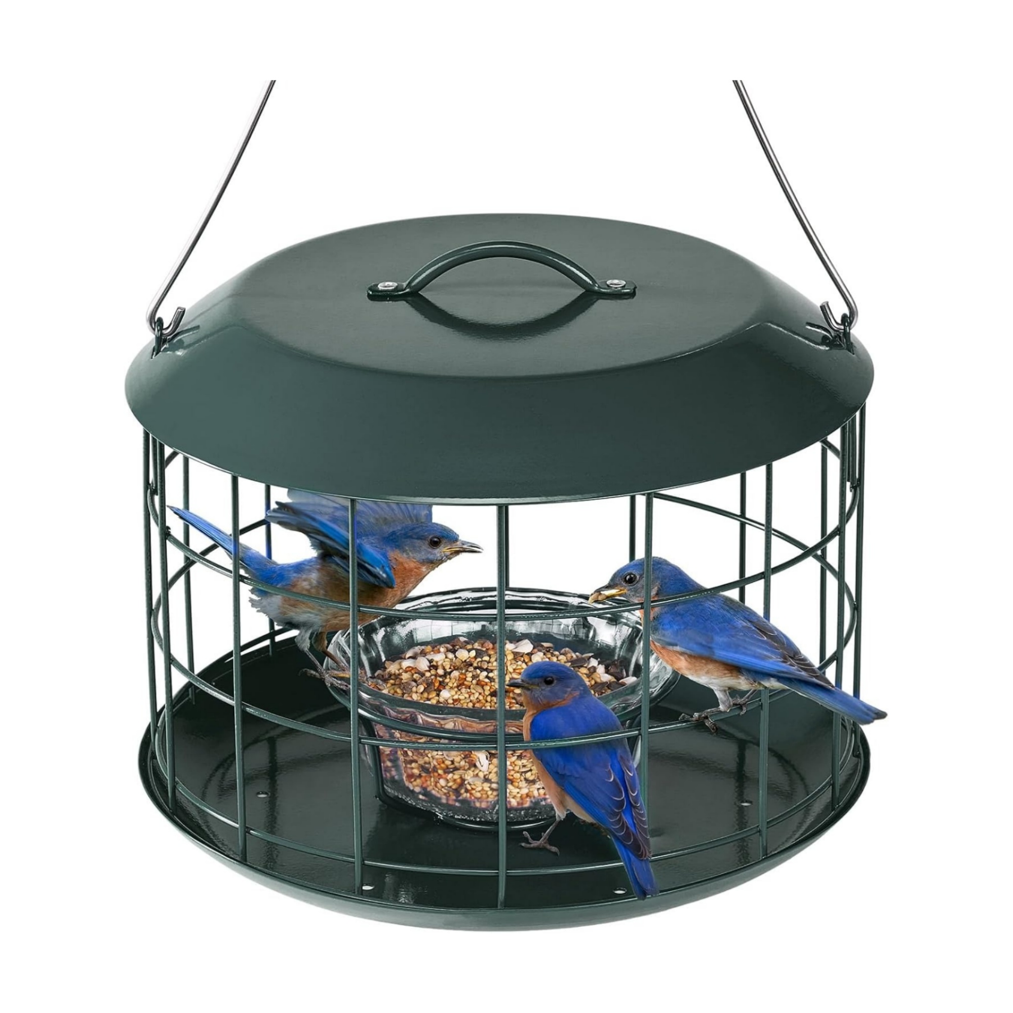 Bluebird Feeders for Outdoors Hanging