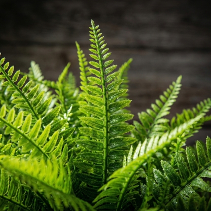 UV Resistant Lush Artificial Boston Fern with Integrated Ground Stake