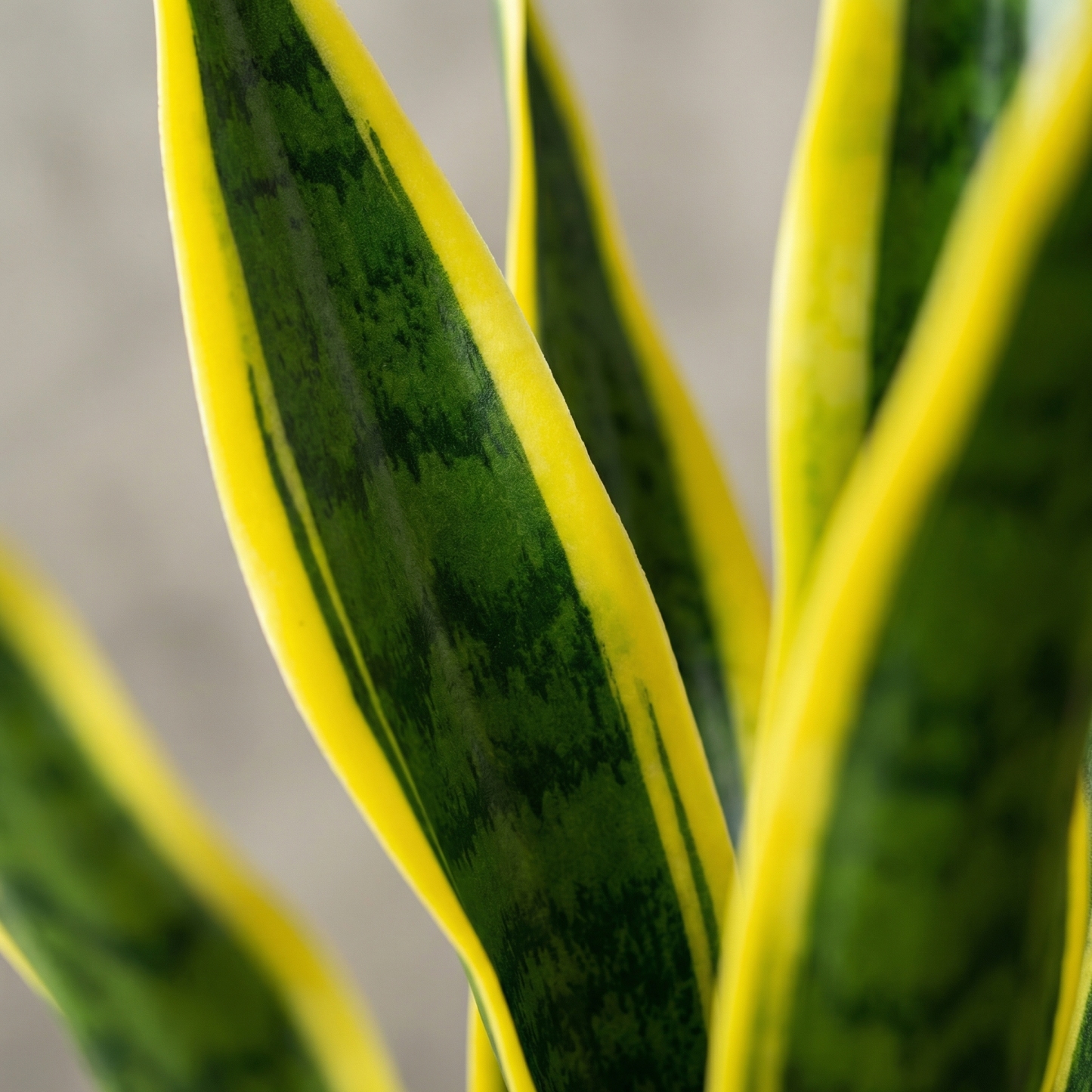Extra Long Artificial UV tolerant Sansevieria Greenery