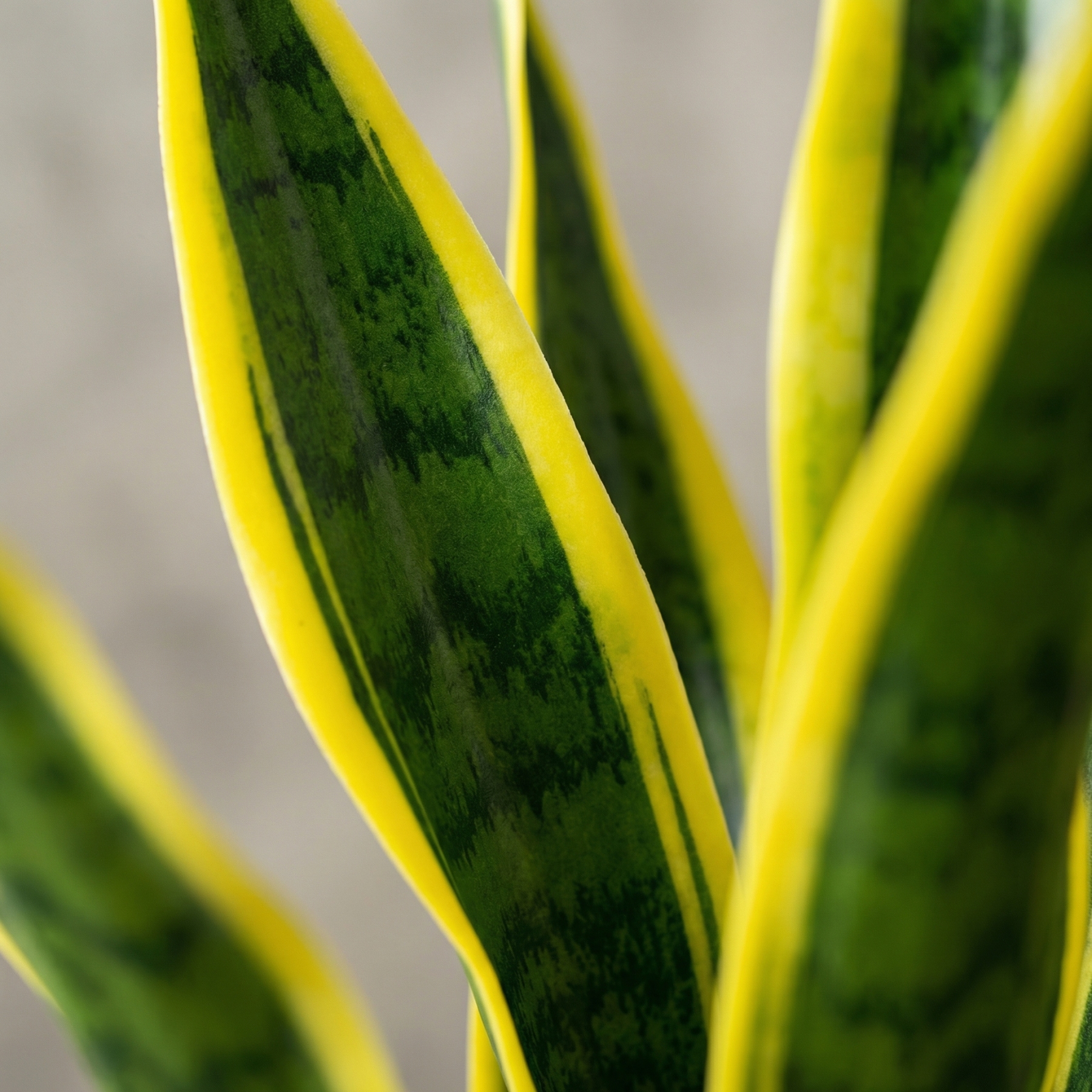Extra Long Artificial UV tolerant Sansevieria Greenery