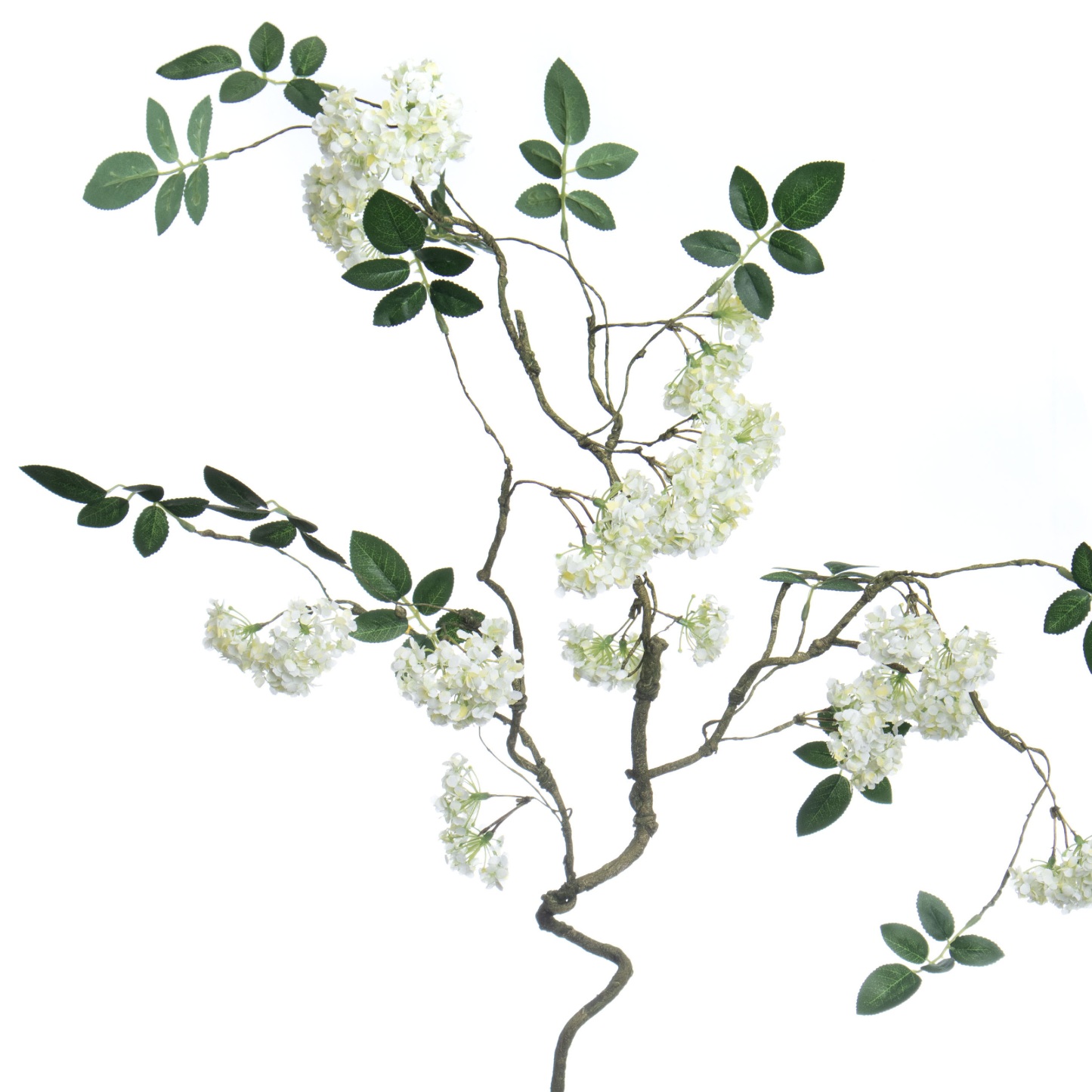 White Snowball Branch Stem