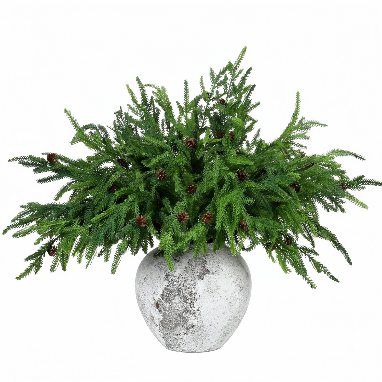 Norfolk Pine Branches