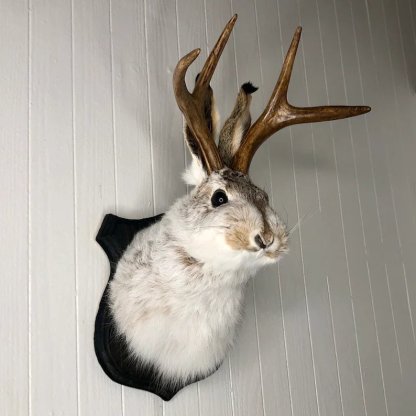 Jackalope-Art craft