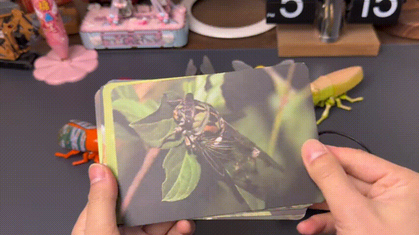 Matching cards with insects