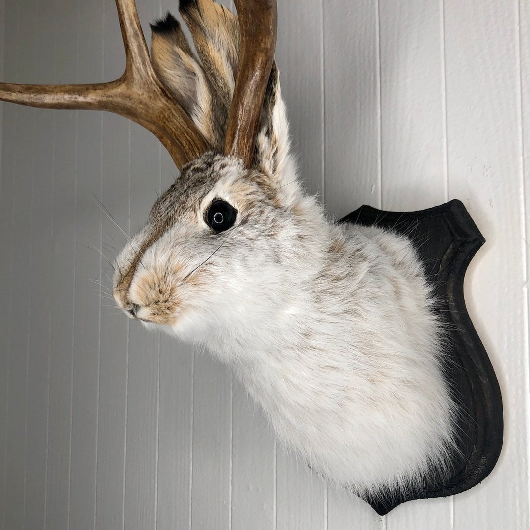 Jackalope-Art craft