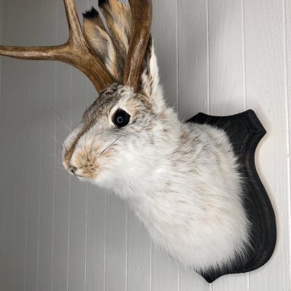 Jackalope-Art craft