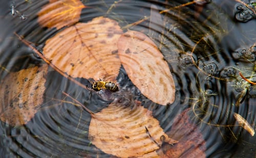 蜜蜂掉进水里会淹死吗？ - 好奇号杂志官网