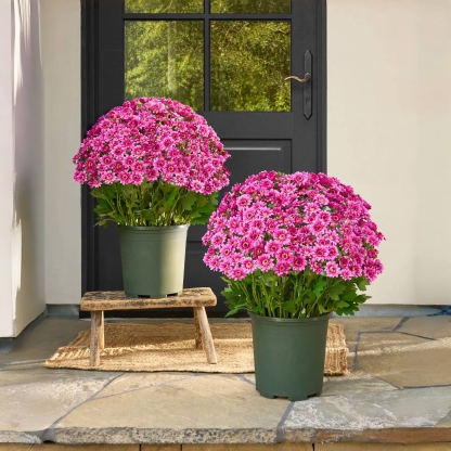 Artificial Outdoor Sunset Mums Flowers - UV resistant, Waterproof, Windproof