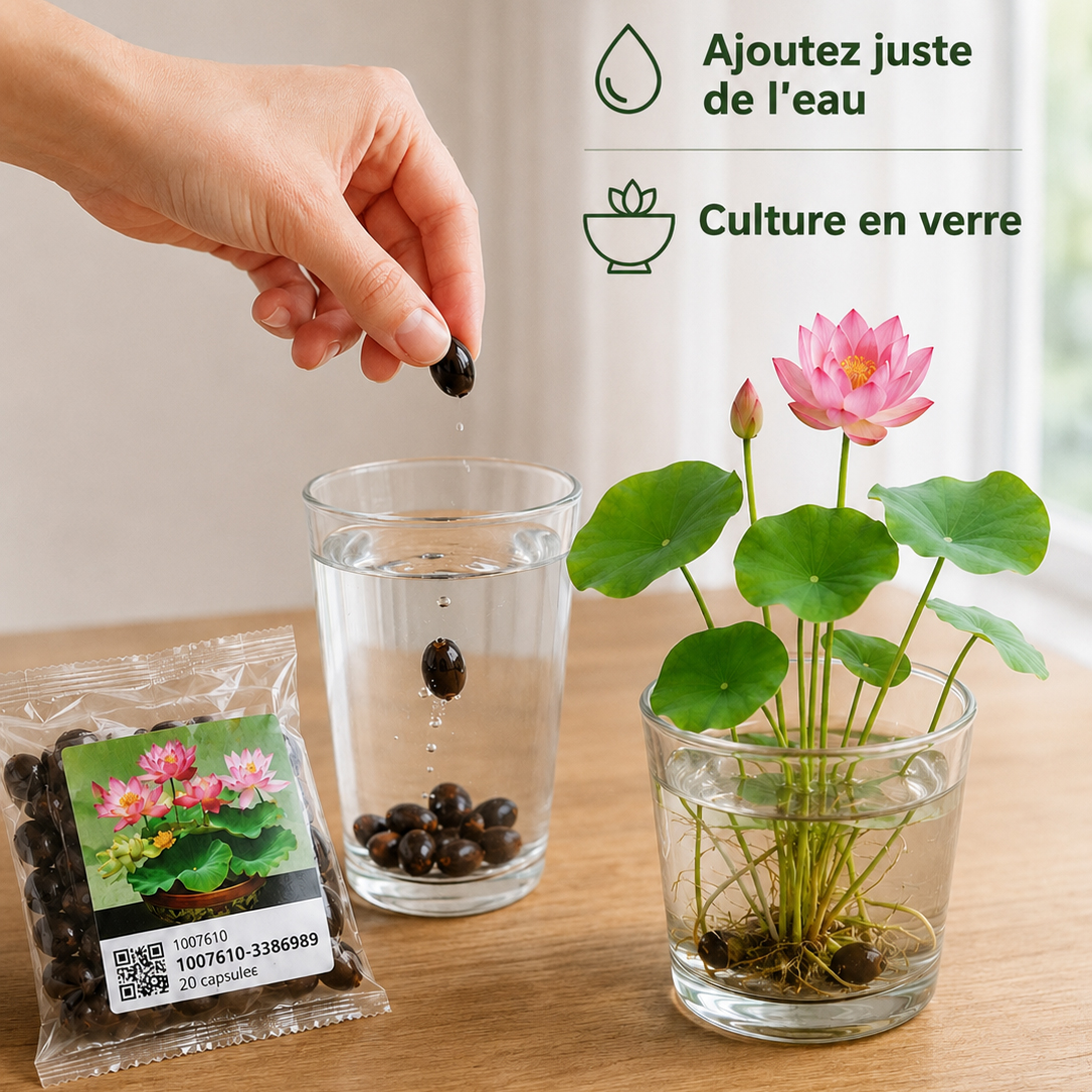 Lotus Purificateur d'Air CNRS🌸 | Sans terre ni engrais🧬 | Éclosion dans l'Eau💧 | Parfum Naturel de Grasse🧴 | Élimine le formaldéhyde🌿 | Résiste aux températures extrêmes | Fleurit toute l'année🌺