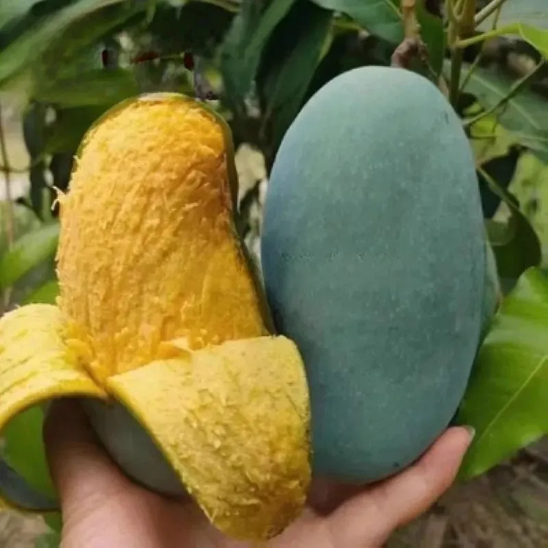 【Garantie de Reprise à100%】Manguier Nain Alphonso – Développé par l’INRAE 🥭Récolte express en août ✨ Résistant au froid extrême jusqu’à -20 °C ❄️ Facile à cultiver sur balcon, même pour les débutants ✨