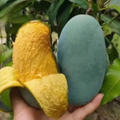 【Garantie de Reprise à100%】Manguier Nain Alphonso – Développé par l’INRAE 🥭Récolte express en août ✨ Résistant au froid extrême jusqu’à -20 °C ❄️ Facile à cultiver sur balcon, même pour les débutants ✨