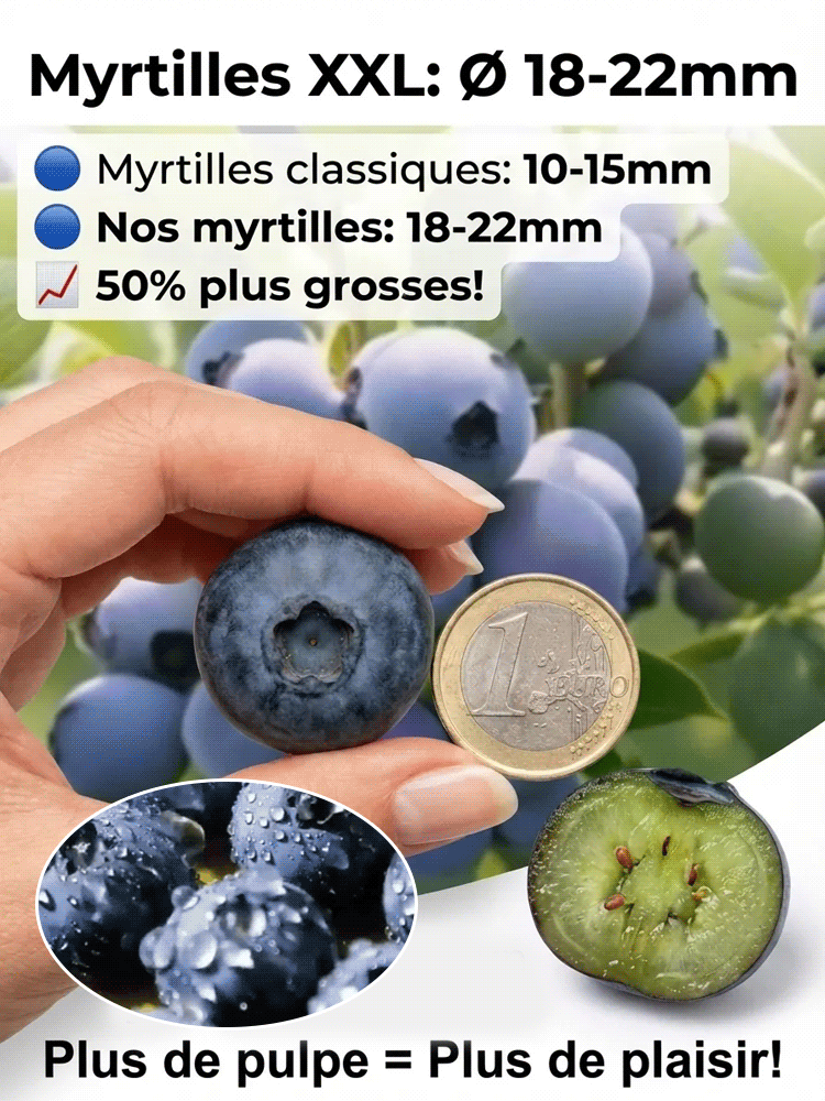 Myrtilles Géantes Premium de Moselle 🫐 | Récolte dès ce mois de Juin | Ultra-résistant (-30°C) | Rendement XXL jusqu’à 10kg/plant 🌱 100% Adapté au Bio