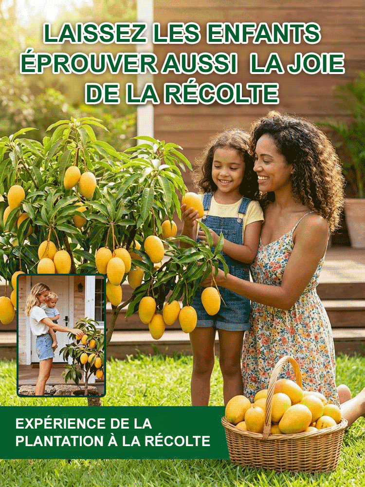 【Garantie de Reprise à100%】Manguier Nain Alphonso – Développé par l’INRAE 🥭Récolte express en août ✨ Résistant au froid extrême jusqu’à -20 °C ❄️ Facile à cultiver sur balcon, même pour les débutants ✨
