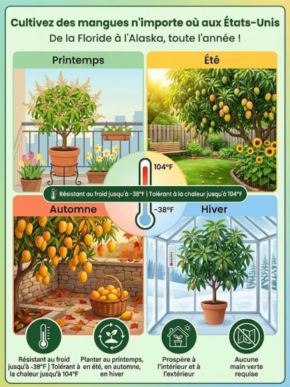 【Garantie de Reprise à100%】Manguier Nain Alphonso – Développé par l’INRAE 🥭Récolte express en août ✨ Résistant au froid extrême jusqu’à -20 °C ❄️ Facile à cultiver sur balcon, même pour les débutants ✨