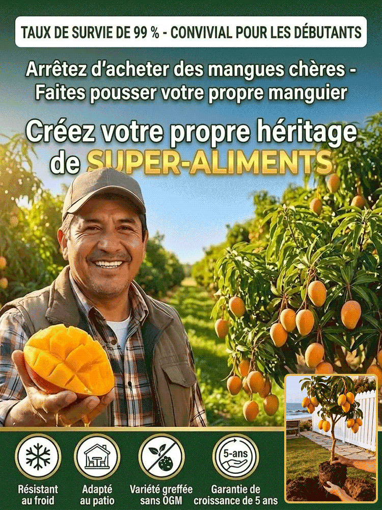 【Garantie de Reprise à100%】Manguier Nain Alphonso – Développé par l’INRAE 🥭Récolte express en août ✨ Résistant au froid extrême jusqu’à -20 °C ❄️ Facile à cultiver sur balcon, même pour les débutants ✨