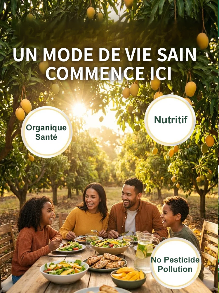 【Garantie de Reprise à100%】Manguier Nain Alphonso – Développé par l’INRAE 🥭Récolte express en août ✨ Résistant au froid extrême jusqu’à -20 °C ❄️ Facile à cultiver sur balcon, même pour les débutants ✨