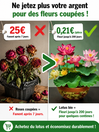 Lotus Purificateur d'Air CNRS🌸 | Sans terre ni engrais🧬 | Éclosion dans l'Eau💧 | Parfum Naturel de Grasse🧴 | Élimine le formaldéhyde🌿 | Résiste aux températures extrêmes | Fleurit toute l'année🌺