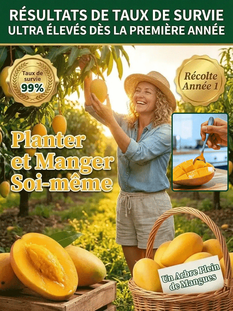 【Garantie de Reprise à100%】Manguier Nain Alphonso – Développé par l’INRAE 🥭Récolte express en août ✨ Résistant au froid extrême jusqu’à -20 °C ❄️ Facile à cultiver sur balcon, même pour les débutants ✨