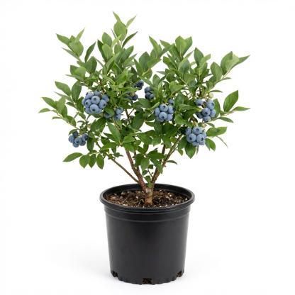 Myrtilles Géantes Premium de Moselle 🫐 | Récolte dès ce mois de Juin | Ultra-résistant (-30°C) | Rendement XXL jusqu’à 10kg/plant 🌱 100% Adapté au Bio