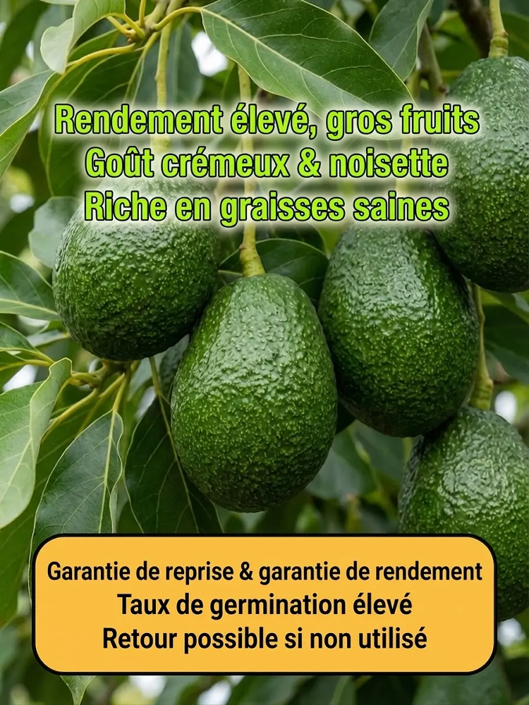 【Garantie de Reprise à 100%】Avocatier Hass – Sélectionné par l’Université de Munich🥑Récolte express en juin✨Résistant au froid extrême jusqu’à -38 °C❄️ Facile à cultiver, même pour les débutants✨