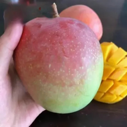 【Garantie de Reprise à100%】Manguier Nain Alphonso – Développé par l’INRAE 🥭Récolte express en août ✨ Résistant au froid extrême jusqu’à -20 °C ❄️ Facile à cultiver sur balcon, même pour les débutants ✨