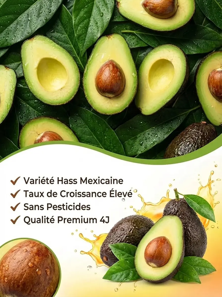 【Garantie de Reprise à 100%】Avocatier Hass – Sélectionné par l’Université de Munich🥑Récolte express en juin✨Résistant au froid extrême jusqu’à -38 °C❄️ Facile à cultiver, même pour les débutants✨