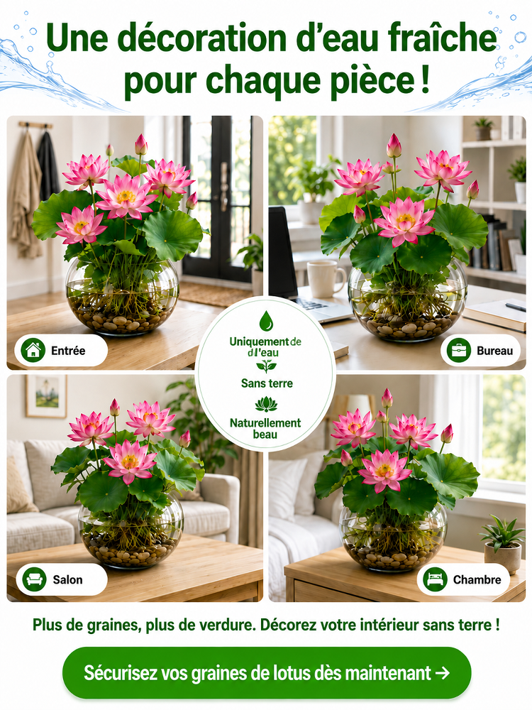 Lotus Purificateur d'Air CNRS🌸 | Sans terre ni engrais🧬 | Éclosion dans l'Eau💧 | Parfum Naturel de Grasse🧴 | Élimine le formaldéhyde🌿 | Résiste aux températures extrêmes | Fleurit toute l'année🌺