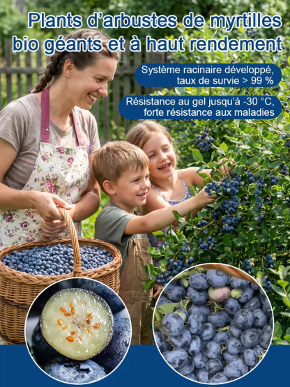 Myrtilles Géantes Premium de Moselle 🫐 | Récolte dès ce mois de Juin | Ultra-résistant (-30°C) | Rendement XXL jusqu’à 10kg/plant 🌱 100% Adapté au Bio