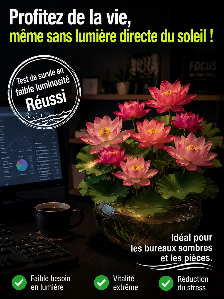 Lotus Purificateur d'Air CNRS🌸 | Sans terre ni engrais🧬 | Éclosion dans l'Eau💧 | Parfum Naturel de Grasse🧴 | Élimine le formaldéhyde🌿 | Résiste aux températures extrêmes | Fleurit toute l'année🌺
