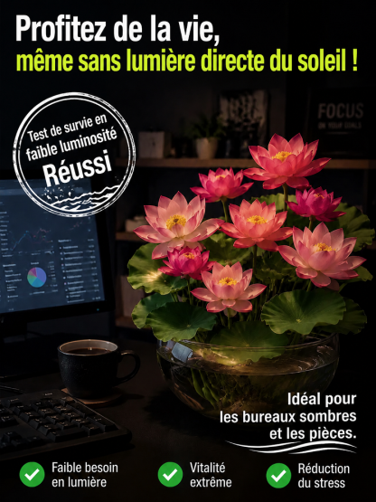 Lotus Purificateur d'Air CNRS🌸 | Sans terre ni engrais🧬 | Éclosion dans l'Eau💧 | Parfum Naturel de Grasse🧴 | Élimine le formaldéhyde🌿 | Résiste aux températures extrêmes | Fleurit toute l'année🌺