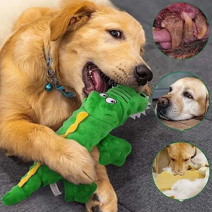??Squeaky crocodile plush for aggressive chewers??
