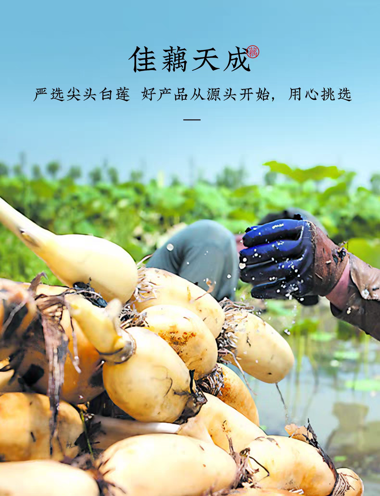 知味观 坚果藕粉礼盒 顺滑清润 350克*2罐