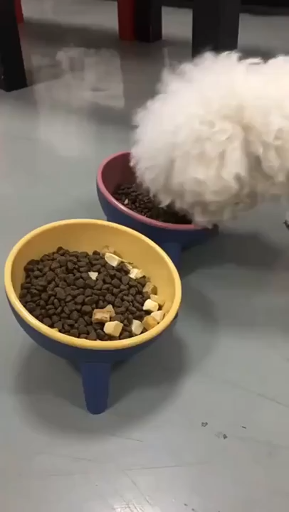 Cat Dog Bowl With Stand Pet Feeding Food Bowls Dogs Bunny Rabbit Nordic Color Feeder Product Supplies Pet Accessories