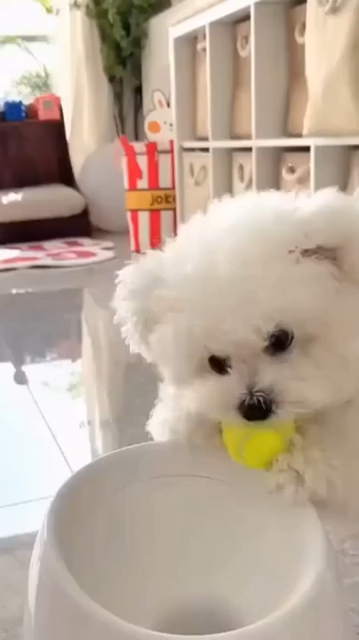 Dog Pet Automatic Interactive Ball Launcher