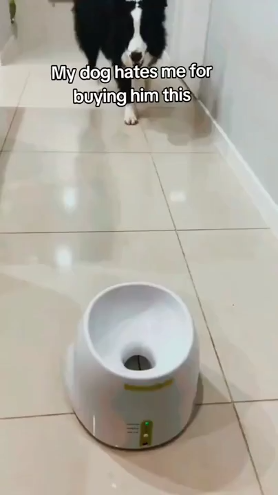 Dog Pet Automatic Interactive Ball Launcher