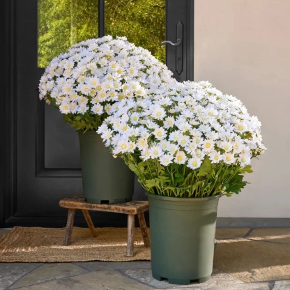 💥Last Day Each Only $2.99🌼- Artificial Outdoor Sunset Mums Flowers - UV resistant, Waterproof, Windproof